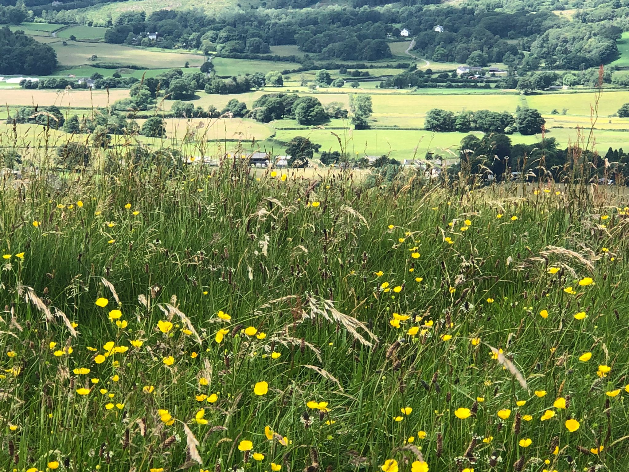a field of flowers